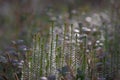 Interrupted club-moss (stiff clubmoss, Spinulum annotinum, Lycopodium annotinum) in the forest lit by sunlight