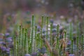 Interrupted club-moss (stiff clubmoss, Spinulum annotinum, Lycopodium annotinum) in the forest lit by sunlight