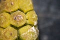 Equisetum horsetail, snake grass, puzzlegrass is the only living genus in Equisetaceae for education. Royalty Free Stock Photo