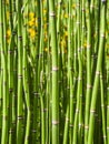 Equisetum Hyemale, also known as Rough Horsetail Royalty Free Stock Photo