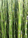 Equisetum hyemale Royalty Free Stock Photo