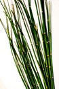 Equisetum hyemale, commonly known as rough horsetail, scouring rush Royalty Free Stock Photo