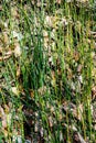 Equisetum hyemale, commonly known as rough horsetail, scouring rush Royalty Free Stock Photo