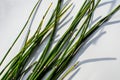 Equisetum hyemale, commonly known as rough horsetail, scouring rush Royalty Free Stock Photo