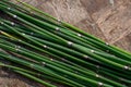 Equisetum hyemale, commonly known as rough horsetail, scouring rush Royalty Free Stock Photo