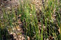 Equisetum hyemale, commonly known as rough horsetail, scouring rush Royalty Free Stock Photo