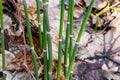 Equisetum hyemale, commonly known as rough horsetail, scouring rush Royalty Free Stock Photo