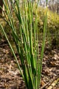 Equisetum hyemale, commonly known as rough horsetail, scouring rush Royalty Free Stock Photo