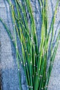 Equisetum hyemale, commonly known as rough horsetail, scouring rush Royalty Free Stock Photo