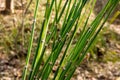 Equisetum hyemale, commonly known as rough horsetail, scouring rush Royalty Free Stock Photo