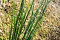 Equisetum hyemale, commonly known as rough horsetail, scouring rush Royalty Free Stock Photo