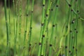 Equisetum hyemale commonly known as rough horsetail, scouring rush. Royalty Free Stock Photo