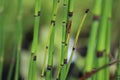 Equisetum hyemale commonly known as rough horsetail, scouring rush. Royalty Free Stock Photo