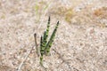 Equisetum hyemale horsetail, reed, snake grass growing in the sand. Royalty Free Stock Photo