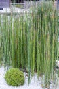 Equisetum hyemale known as horsetail reed, rough horsetail, scouring rush, scouringrush horsetail, or snake grass Royalty Free Stock Photo