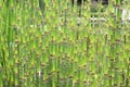 Equisetum hyemale robusta with light green color Royalty Free Stock Photo