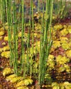 Equisetum hyemale ,rough horsetail, scouring rush, scouringrush horsetail Royalty Free Stock Photo