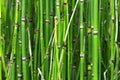 Equisetum hyemale or Scouring rush horsetail is a grass-like bamboo plant Royalty Free Stock Photo