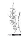 Equisetum isolated vector sketch Royalty Free Stock Photo