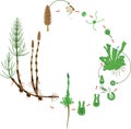 Equisetum life cycle. Diagram of life cycle of horsetail Equisetum Arvense with monomeric gametophyte