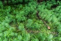 Equisetum sylvaticum Royalty Free Stock Photo