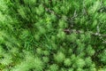 Equisetum sylvaticum Royalty Free Stock Photo