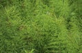 Equisetum sylvaticum, the wood horsetail, growing in the forest Royalty Free Stock Photo