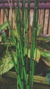 Equisetum plants Royalty Free Stock Photo