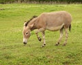 Equus africanus somalicus