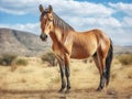 Equus africanus somalicus Made With Generative AI illustration