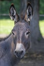 Equus asinus domesticated donkey funny young animal portrait, farm beast in daylight