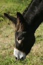 EQUUS ASINUS, DONKEY, eating grass Royalty Free Stock Photo