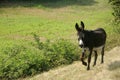 EQUUS ASINUS, DONKEY, walking