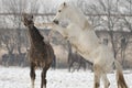 Equus ferus caballus Royalty Free Stock Photo