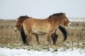 Equus ferus przewalskii , also called the takhi, Mongolian wild horse or Dzungarian horse, facing each other