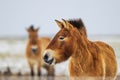 Equus ferus przewalskii , also called the takhi, Mongolian wild horse or Dzungarian horse, close up portrait