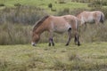 Equus ferus przewalskii, przewalski horse posing in field with background Royalty Free Stock Photo