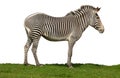 Equus grevyi, Grevy's zebra