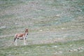 Wild ass in qinghai Royalty Free Stock Photo