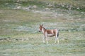 Equus kiang, wild ass Royalty Free Stock Photo