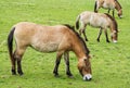 Equus przewalskii - wild horses Royalty Free Stock Photo