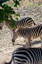 Equus quagga, common zebra