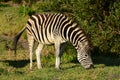 Plains zebra grazing in grassland of South African game farm Royalty Free Stock Photo
