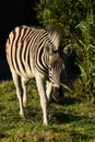 Plains zebra walking in grassland of South African game farm Royalty Free Stock Photo