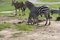Equus quagga zebra and baby zebra, around antelope, baby zebra is feeding, african animals. Mexico,