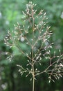 Eragrostis intermedia, Plains Lovegrass Royalty Free Stock Photo
