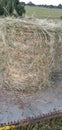 Eragrostis Teff grass hay bales wrapped with orange string that is packed on a tailor