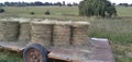 Eragrostis Teff grass hay bales wrapped with orange string that is packed on a tailor