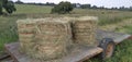 Eragrostis Teff grass hay bales wrapped with orange string that is packed on a tailor