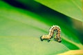 Erannis defoliaria caterpillar crawling Royalty Free Stock Photo